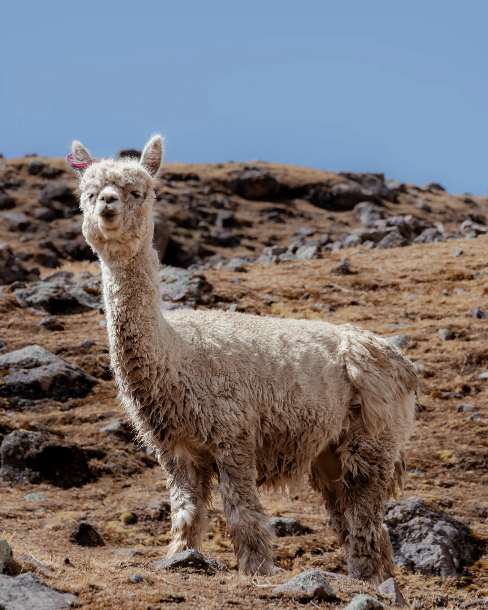 Ausangate #12, Ausangate, Peru